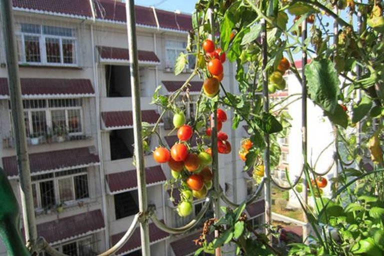 一个放置在阳台上的深色塑料花盆,内有正在结果的西红柿植株,植株被一根细竹竿支撑,几颗红黄相间的西红柿悬挂在枝头,周围有绿叶衬托,背景为城市住宅窗户,展现都市家庭种植场景 阳台盆栽西红柿生长实景