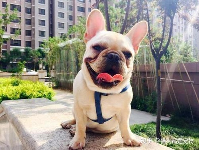 一只法国斗牛犬正在啃食切成条状的生胡萝卜,背景为家庭客厅环境,光线明亮,胡萝卜表面湿润有光泽,犬只表情专注愉悦 胡萝卜切片与法斗互动场景