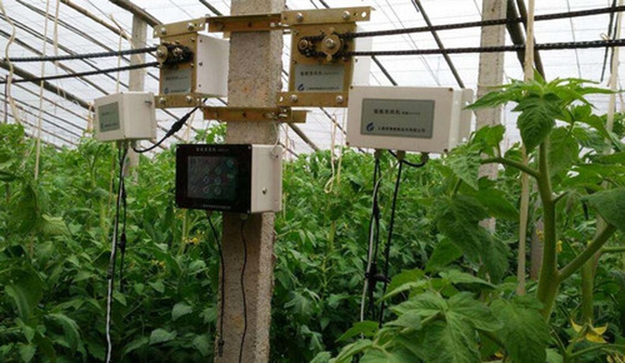 农户在现代化大棚内检查西红柿生长情况