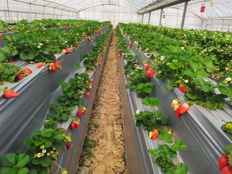 丹东东港草莓大棚航拍图