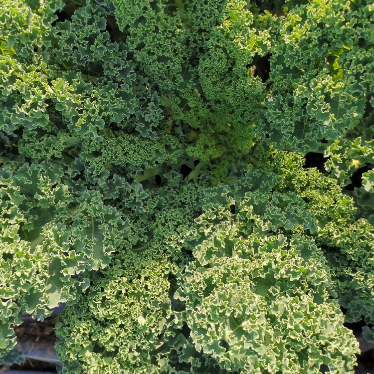 羽衣甘蓝植株特写