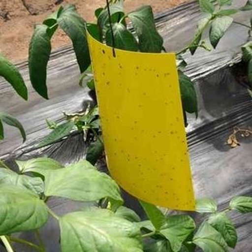 一片茂盛的毛芋头田地中,多个黄色矩形粘虫板悬挂在竹竿上,高度略高于芋头叶片;部分黄板上粘附有大量黑色小虫(蚜虫),展示了物理防治的实际应用效果 芋田中悬挂黄板防治蚜虫场景