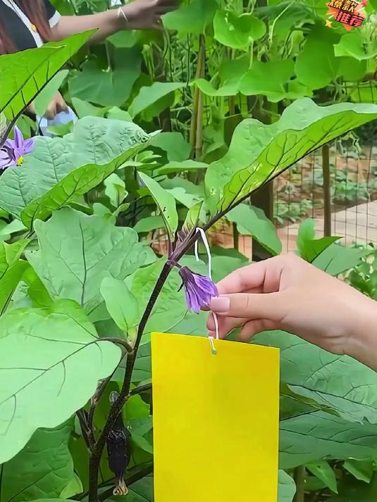 在红叶石楠植株附近悬挂黄色粘虫板,用于诱杀蚜虫 黄板诱杀红叶石楠蚜虫