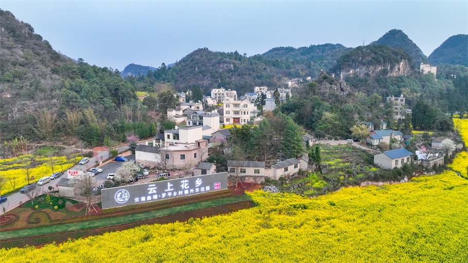 罗平县万亩油菜花田全景,金黄色的油菜花在阳光下熠熠生辉 罗平县万亩油菜花田全景