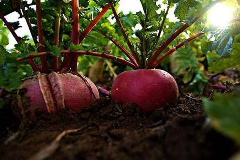 红皮萝卜整体外观展示