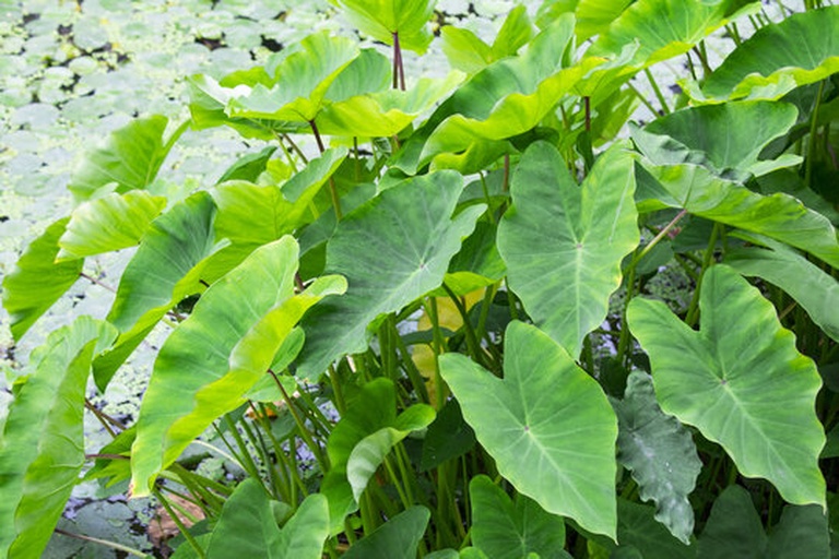 毛芋头花微距摄影构图