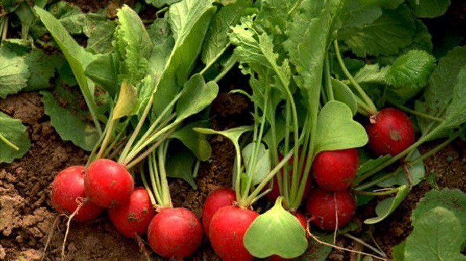 工人正在田间采收春玉红萝卜,旁边有塑料筐盛放刚挖出的萝卜,部分萝卜已完成清洗并按大小进行分级摆放,背景可见小型分拣线和冷链运输车 春玉红白心红皮萝卜采收与分级包装现场