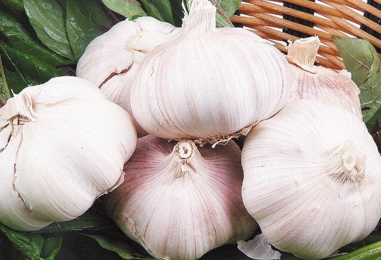 大蒜切开后出现绿色斑点特写