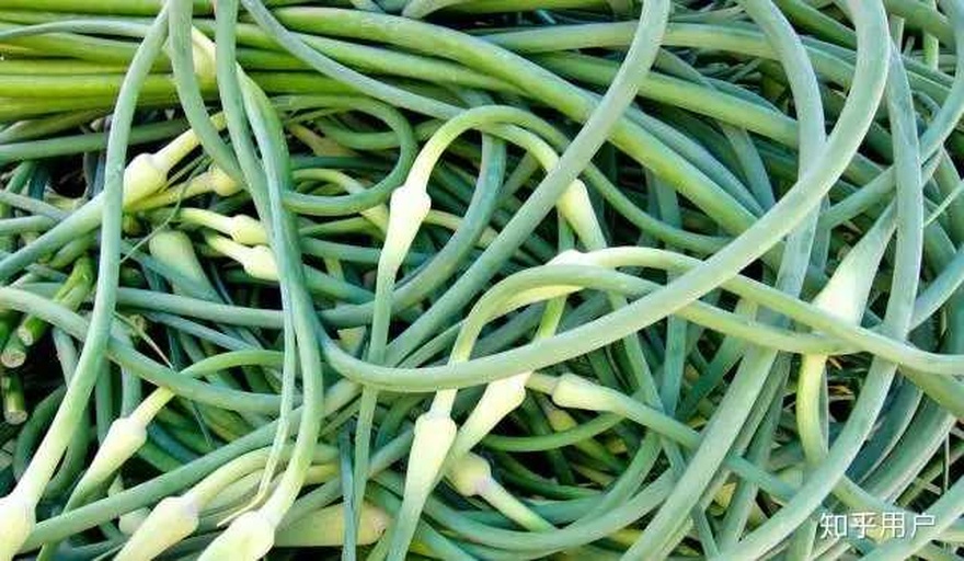 信息图表展示蒜薹与小白菜、菠菜、芹菜在膳食纤维(g/100g)、FODMAP水平、适宜烹调方式等方面的对比数据,采用清晰柱状图与图标标识,背景为浅绿色清新风格 蒜薹与其他蔬菜对比图示