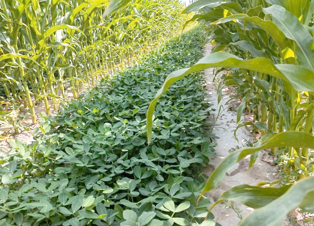 花生与玉米带状套种田间布局示意图