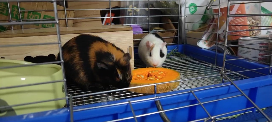 荷兰猪进食南瓜场景