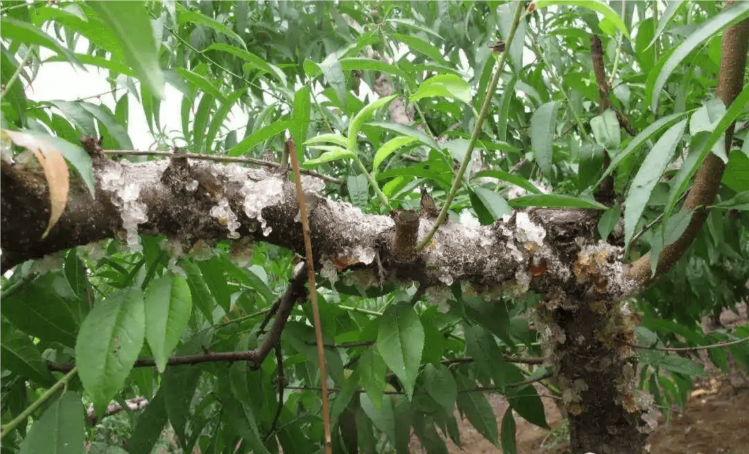 花椒树流胶病刮治操作示意图