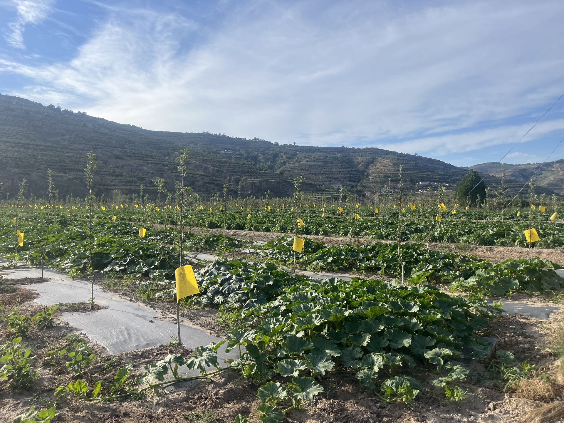金弹果园实景图