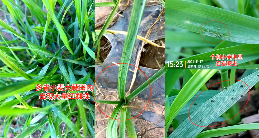 显微镜头下的小麦叶片背面,清晰可见大量绿色蚜虫聚集在叶脉附近,另有红色微小点状生物(红蜘蛛)散布其间,周围叶片出现明显黄色斑块和失绿区域 小麦蚜虫与红蜘蛛危害特写图