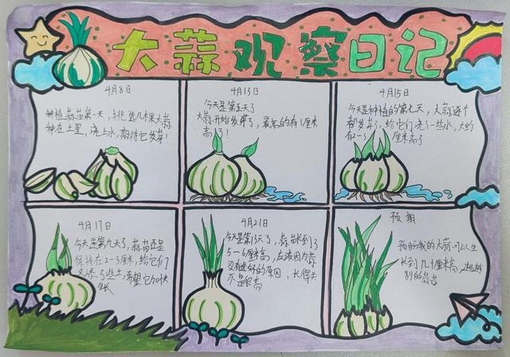 蒜苗生长过程对比图