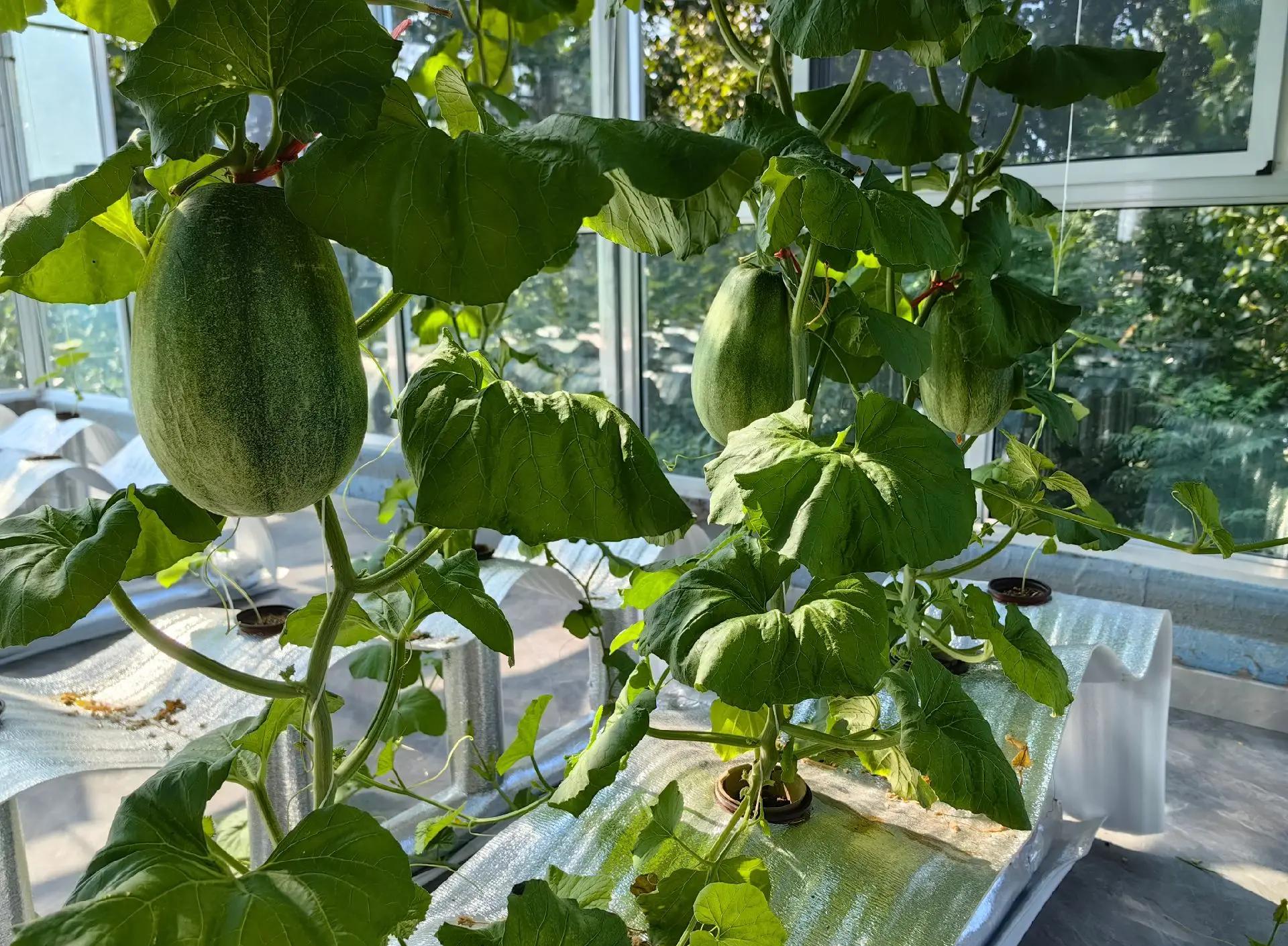 蜜露网纹瓜种植基地