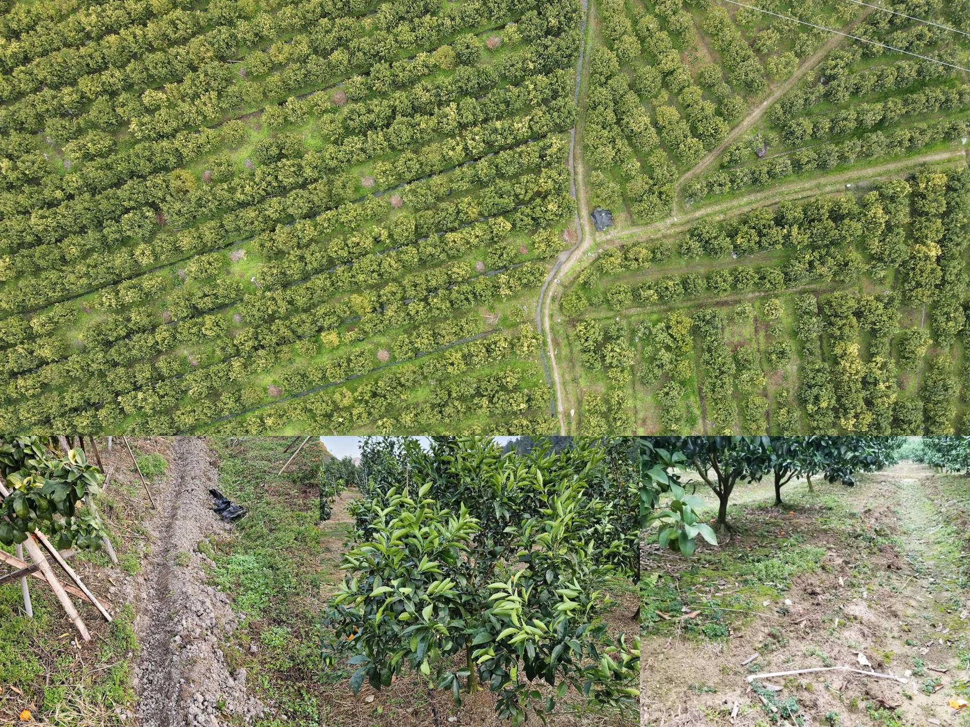 柑桔果园航拍图