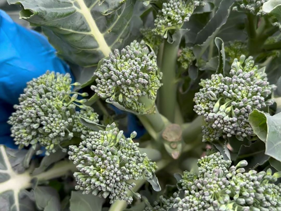 西兰花特写展示其密集花簇结构