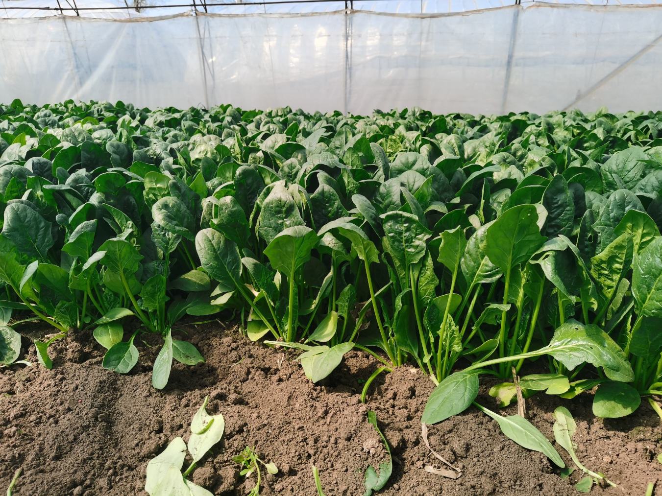 实验室条件下,同一菠菜品种在15℃、25℃、30℃环境中的发芽情况对比。左侧为15℃组,发芽整齐,根系发达;中间为25℃组,发芽延迟但基本完整;右侧为30℃组,仅零星发芽,多数种子腐烂。背景为恒温培养箱,配有温湿度记录仪显示实时数据。 菠菜种子发芽实验对比图
