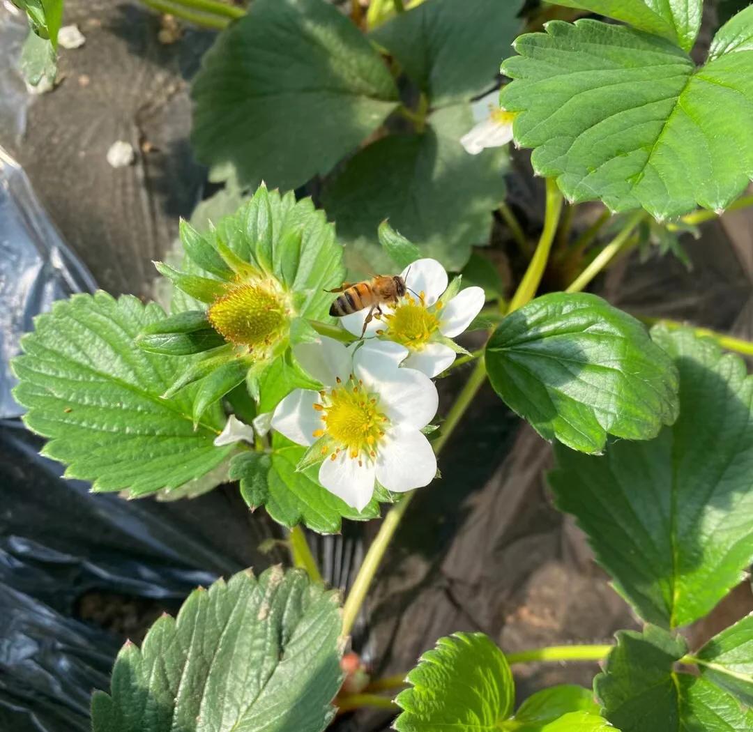 一只蜜蜂正在访问盛开的草莓花,触角接触花蕊,身上沾有花粉,周围有多朵白色草莓花和嫩绿叶片,展现蜜蜂在草莓田间自然授粉的真实场景 草莓蜜蜂授粉场景