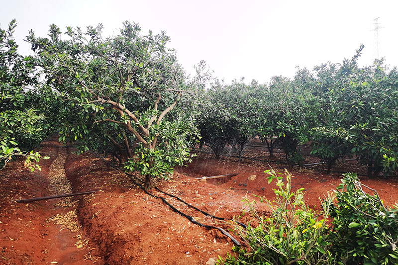 沃柑果园滴灌施肥系统现场图