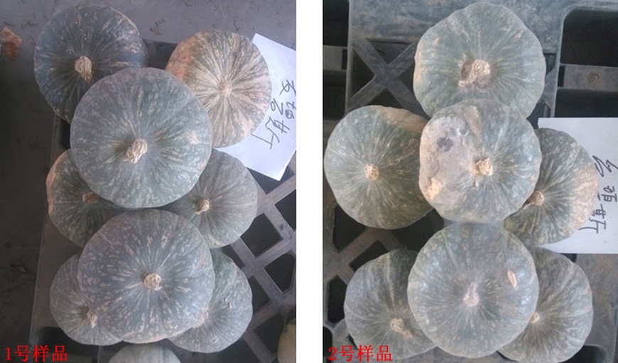 市场中多种小南瓜对比图