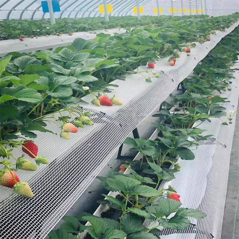 图示为温室中草莓垄两侧交替种植大蒜植株的布局方式,草莓位于中央高垄,大蒜成行分布于两侧,形成生物屏障。两者株距清晰,通风良好,无明显遮阴现象,体现科学间作设计 草莓与大蒜间作示意图