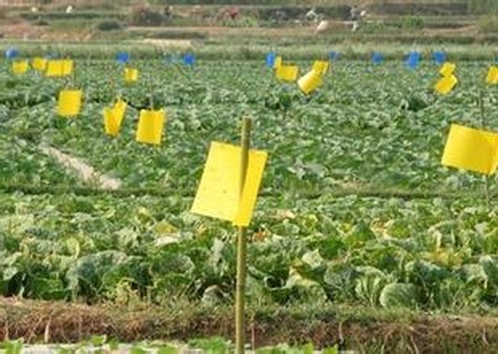 农业技术人员在田间使用黄板诱杀害虫,进行绿色防控 美都西瓜病虫害防治现场