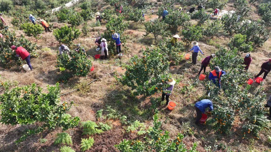 果农正在果园中采摘新鲜黄桃，身后是连绵的青山和蓝天白云