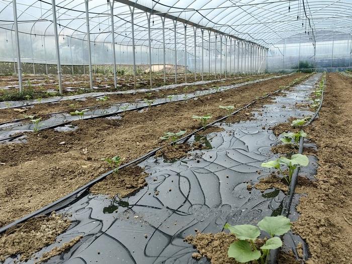 温室韭菜滴灌施肥现场图