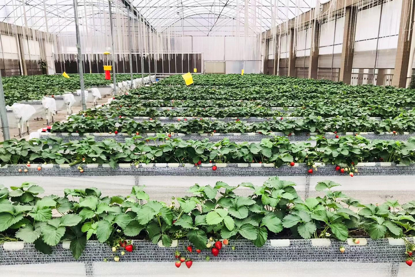 一座现代化草莓种植大棚内部全景,整齐排列的高架栽培槽中草莓长势良好,顶部设有通风窗和喷雾系统,地面铺设反光膜,体现科学管理与病害预防结合的现代种植模式 草莓标准化种植大棚全景