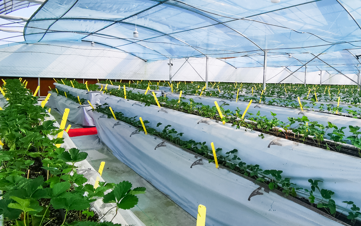 温室内的奶油草莓小苗群落