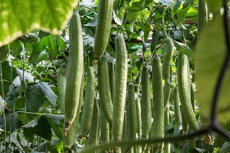 展示一片茂盛的丝瓜种植基地,藤蔓攀爬于高架棚上,叶片心形深绿,黄色花朵点缀其间,部分已坐果,果实悬挂于藤下,长度约30-40厘米,表皮光滑翠绿,背景可见农民正在田间采收,体现规模化种植场景 丝瓜田间生长实景图