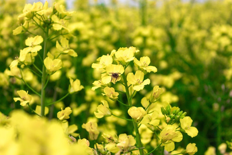 一片盛开的油菜花田中,数只蜜蜂正在黄色花朵上采集花蜜和花粉,翅膀微张,显示活跃的传粉行为。背景为连绵的金色花海,阳光明媚,展现典型的春季田野生态 油菜花田中的蜜蜂采蜜场景