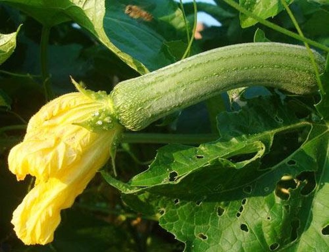 迷你小黄瓜特写