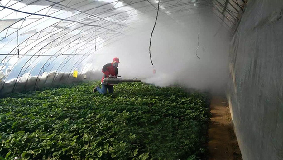 一名农户身穿防护服,在草莓大棚内手持电动喷雾器对植株进行均匀喷雾作业,喷头朝向叶背方向,背景为整齐排列的草莓畦垄 草莓大棚喷雾作业现场
