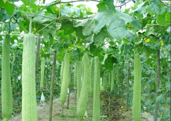 一片茂盛的丝瓜藤蔓覆盖棚架,深绿色长条形丝瓜悬垂其间,一名农户正在采摘,背景可见‘绿巨人i’品牌标识牌,展示作物田间生长状态与采收场景 绿巨人i丝瓜田间生长实景