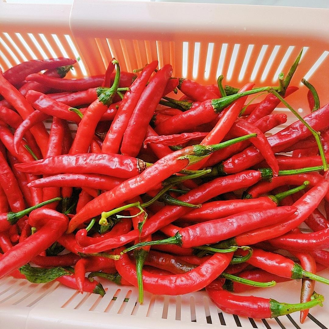 鲜辣椒特写