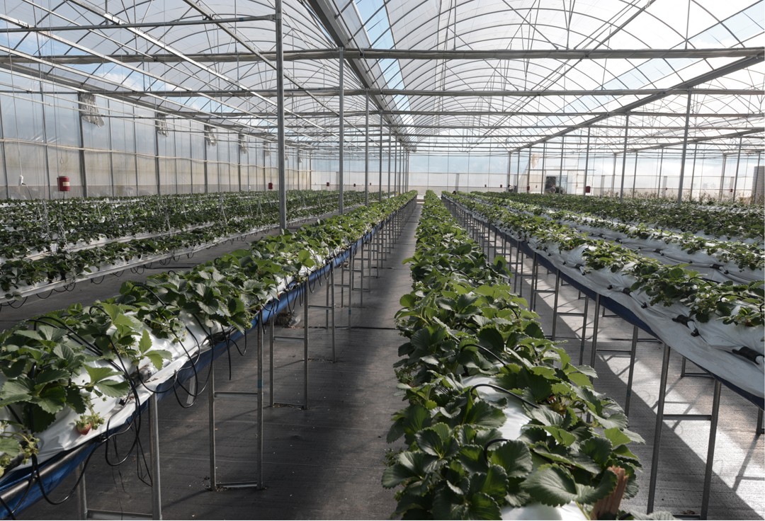 草莓高垄栽培与控旺管理集成示范园区航拍图