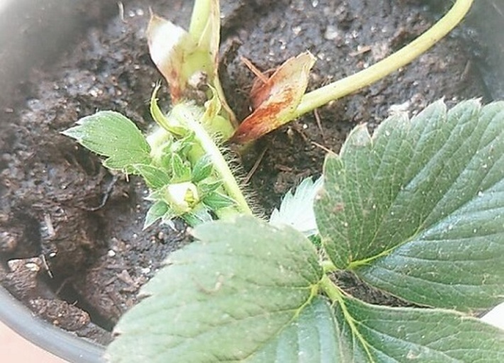 草莓幼苗出土过程图示