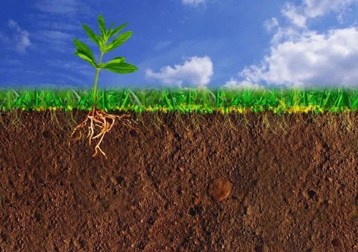 萝卜解剖结构图示