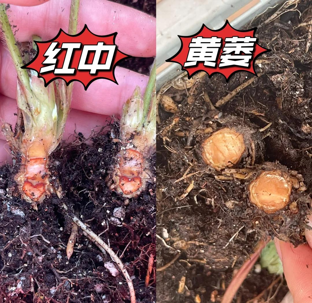 乌姜与黄姜植物学对比图示