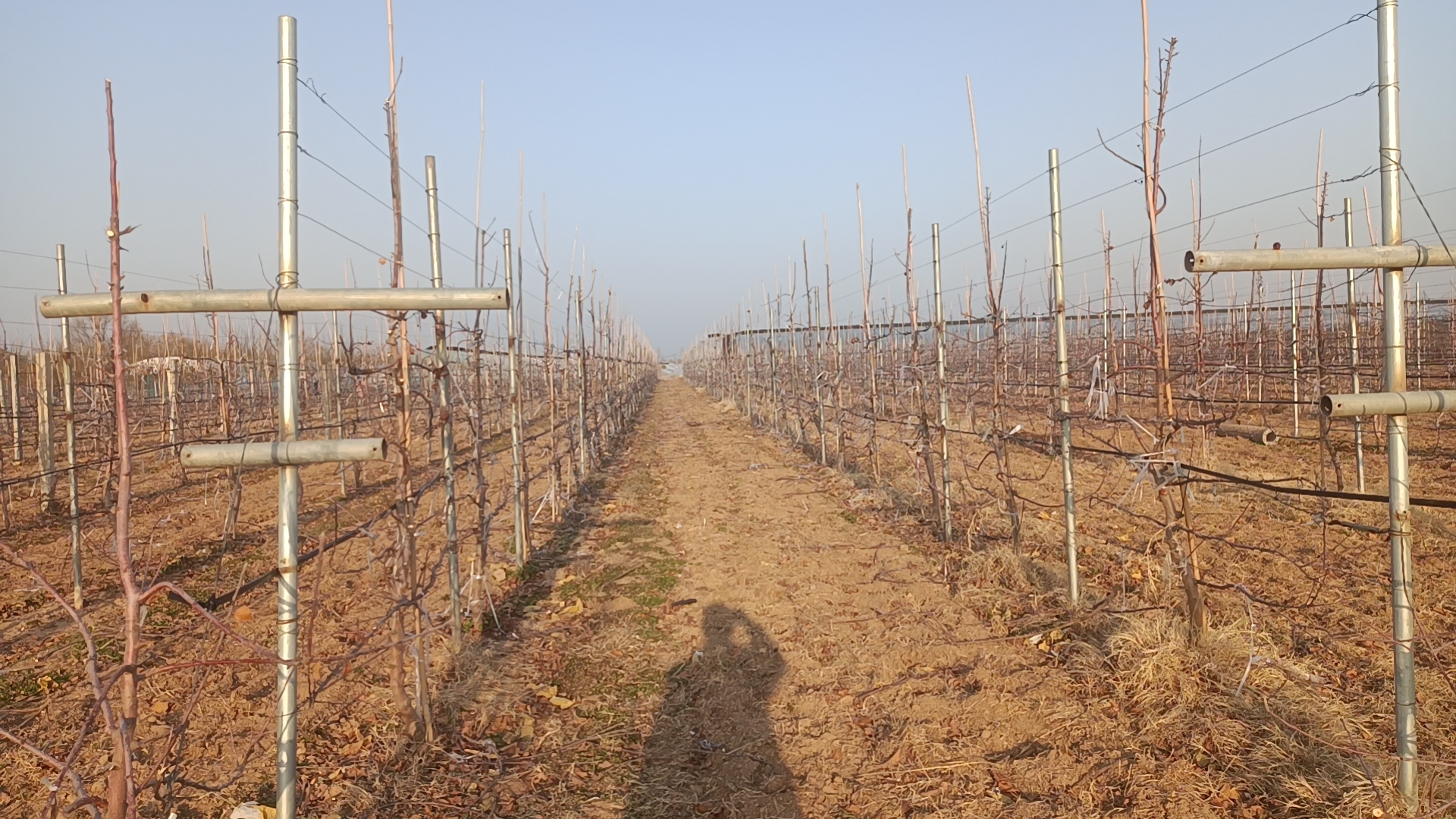 冬桃冬季修剪示意图