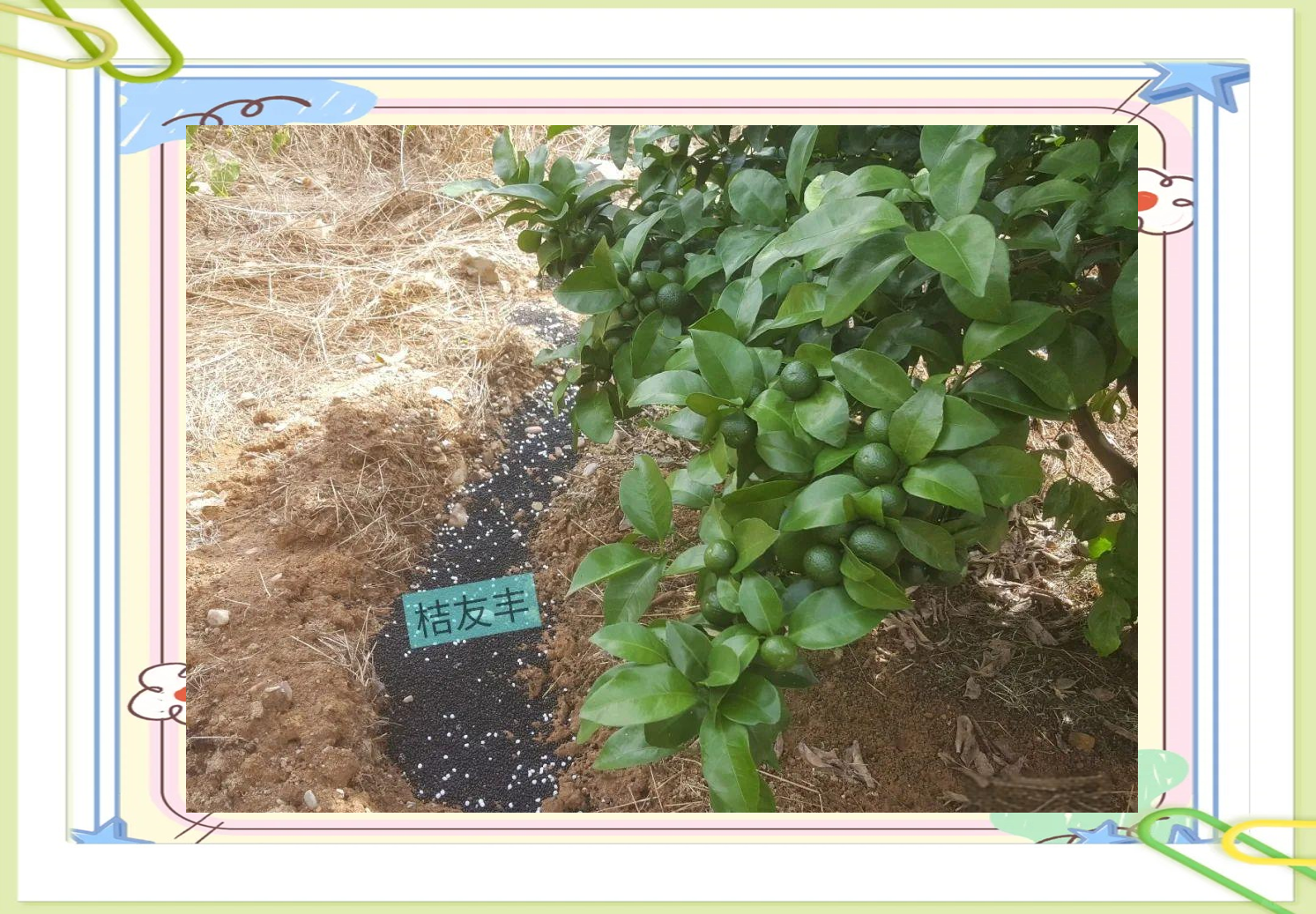 金桔果园土壤改良与施肥现场图