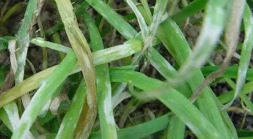 白皮松枯枝病典型症状