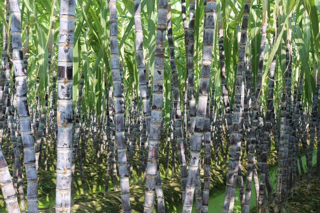 甘蔗叶片光合作用示意图