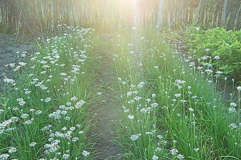 韭菜田中的绿叶植物特写