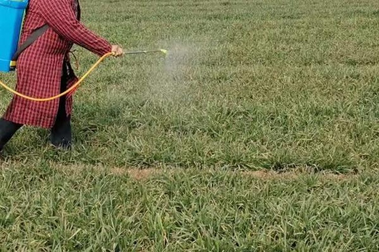 一名农民正在使用背负式电动喷雾器对甘蓝田进行叶面喷药作业,喷头朝向植株中下层叶片,形成细密雾滴覆盖整个叶面。周围甘蓝长势良好,部分叶片可见轻微病斑,田间土壤湿润,时间为傍晚 甘蓝田间喷雾防治作业现场