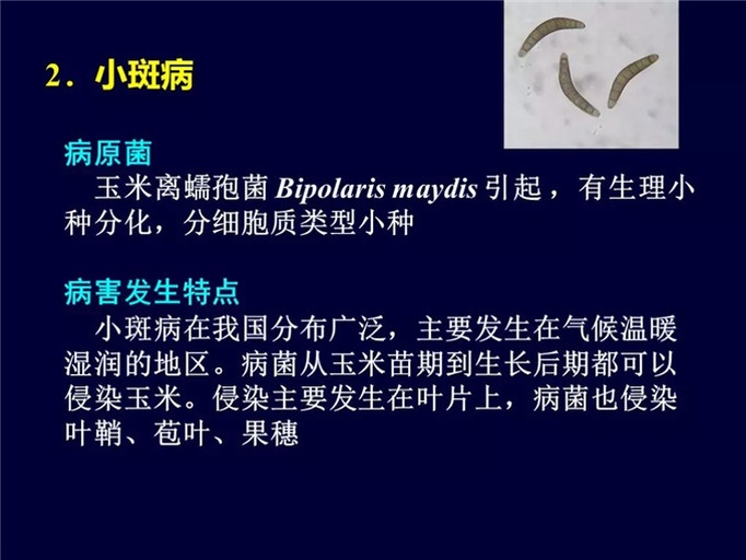 水果玉米苗期病虫害对比图:左侧为地老虎啃食后倒伏幼苗特写,右侧为灰斑病典型矩形浅灰斑叶片,叶脉清晰可见 水果玉米苗期病虫害对比图:左侧为地老虎啃食后倒伏幼苗特写,右侧为灰斑病典型矩形浅灰斑叶片,叶脉清晰可见