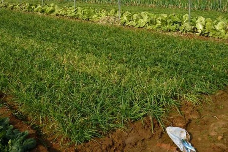 农田中小葱与大葱并排种植的俯视图